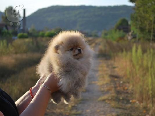 Pomeranian κουτάβια